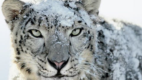 【アップデート情報】”Java for OS X 10.6 Update 1 ～” の更新履歴